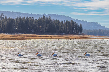 white pelicans on big bear lake