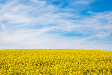 Obraz premium Meadows with a plant in a valley with fields against the background of the daytime sky in Bulgaria