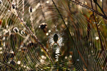 Early solar summer morning. Among plants on a wild meadow there is a web decorated with drops of scintillating dew. In the center of a web there is a spider wasp  Argiope bruennichi.