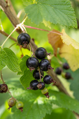 Close up of blackcurrant fruit on a plant in a garden 