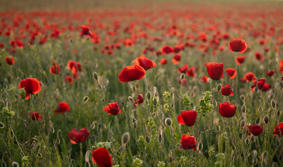 Red poppies in a field in spring