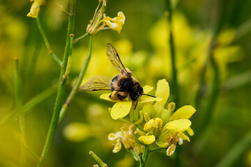 Bee collecting pollen in rapeseed plant flowers