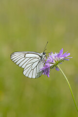 Black-veined white butterfly (Aporia crataegi) rests on a field scabious..