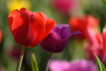 Naklejka premium View of two tulips, red tulip and fringed cacharel tulip. Vertical shot.