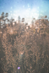 Close-up view of the golden spikelets. Wheat in the field in summer with sun shine. Faded wild grass.