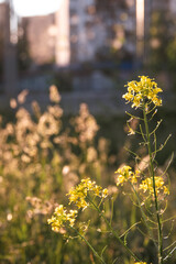 Close-up of rapeseed press cake as a protein source for food. Nature summer background with sun shine. Blooming yellow rapeseed in a field.