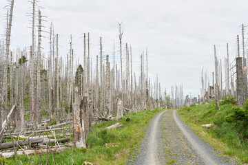 abgestorbene Fichten an einem Wanderweg von Ilsenburg zum Gipfel des Brocken im Nationalpark Harz