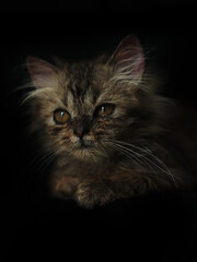 Cats with long brown hair on a black background. Used for adorable pet wallpapers. 