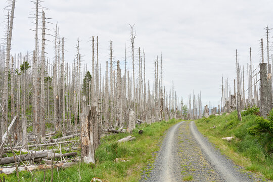 abgestorbene Fichten an einem Wanderweg von Ilsenburg zum Gipfel des Brocken im Nationalpark Harz