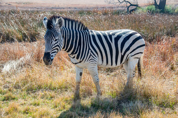 Zebra, photographed in the Kruger National Park, South Africa.