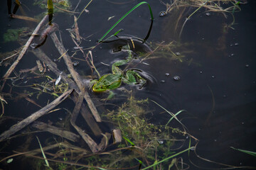 A frog swims in the water