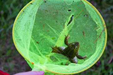 A frog caught in a green net in a swamp