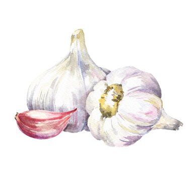 Watercolour garlic isolated on white background. Food vegetables illustration.