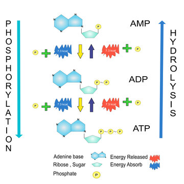 Schematic of ATP hydrolysis cycle chemical education 