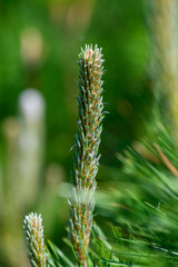 New pine stems in spring sun.