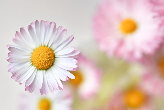 Daisy flower on the background of other flowers, copy space.