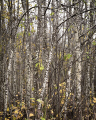 Birch trees in the forest in the autumn