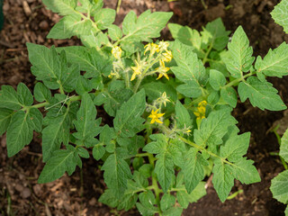Tomato seedling. Flowering tomato bushes.