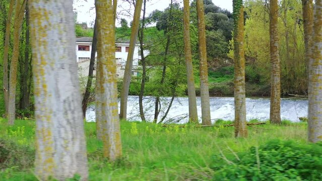 Poplar grove close to Ega river in a rural area. Drone view. 4K. Iguzquiza, Navarre, Spain, Europe.