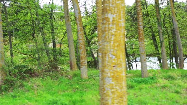 Poplar grove close to Ega river in a rural area. Drone view. 4K. Iguzquiza, Navarre, Spain, Europe.