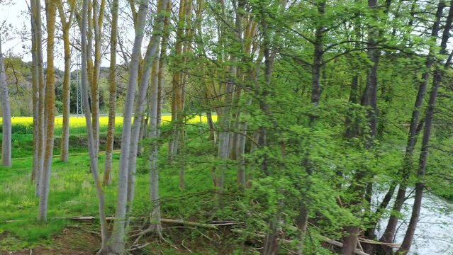 Poplar grove close to Ega river in a rural area. Drone view. 4K. Iguzquiza, Navarre, Spain, Europe.