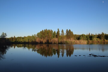 Fototapeta na wymiar reflection of trees in the lake, Elk island National Park, Alberta