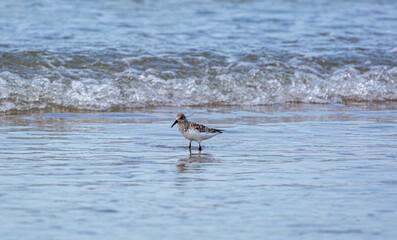 Oyster Catchers at Aber Dyfi Beach