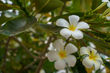 Obraz na płótnie Canvas A bouquet of white frangipani flowers It blooms on the branches with a green leaf background alternating with some yellow leaves.
