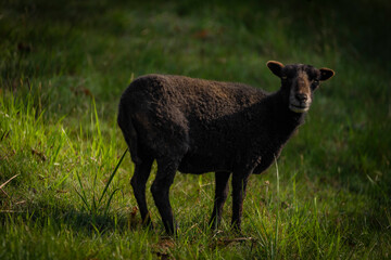 Goats on spring meadow in nice sunny morning
