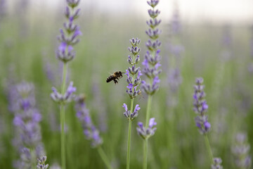 Lavender flowers in the field