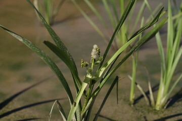 Sumpfgebiet mit Lilien oder anderen Pflanzen im Wasser oder Schlamm