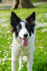 Fototapeta premium Jeune chien de berger blanc et noir qui tire la langue