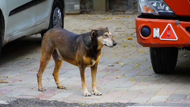 alone dog image on street india