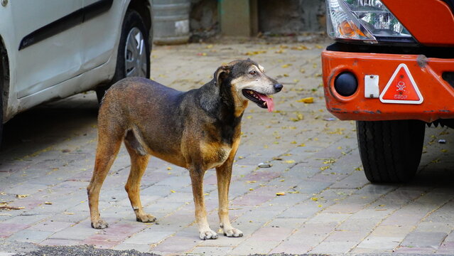 alone dog image on street india