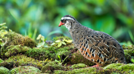Painted Bush Quail