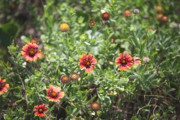 Pink and orange small sunflowers, wildflowers, and pink roses on a nature trail in front of a small pond in a tropical rainforest setting in Florida