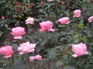 różowe róże z ogrodu