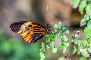 Monarch butterfly