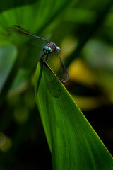 Eastern Pondhawk dragonfly on a leaf