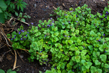 plant in the garden