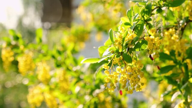 Yellow flowers barberry in summer season. Springtime beauty. Blooming bush. Beautiful nature background. Warm sunny weather. Close-up. 4K slow motion movie. Green leaves. Decorative garden variety.