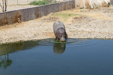 hippopotamus swimming in the water