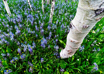 Fototapeta premium Forest floor of purple Camas Lilies in an Aspen grove