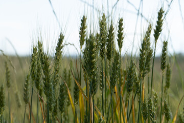 Grain Field close up before harvest