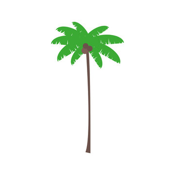 palm tree on isolated white background