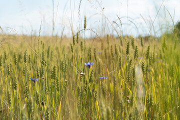 Grain Field close up before harvest
