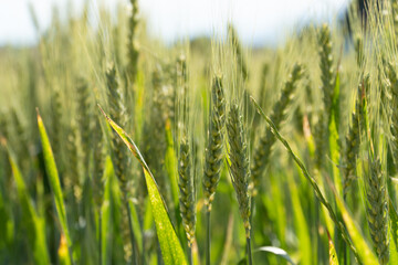 Fototapeta premium Grain Field close up before harvest