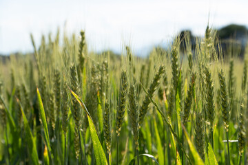 Grain Field close up before harvest