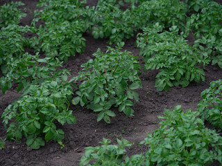 A field with some potato plants in it
