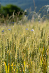 Obraz premium Grain Field close up before harvest